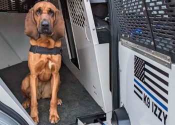 Le chien policier Izzy retrouve une fillette de 10 ans disparue