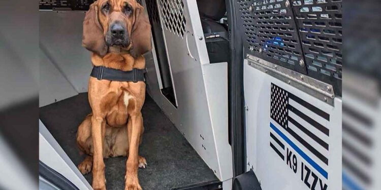 Le chien policier Izzy retrouve une fillette de 10 ans disparue 1 Le chien policier Izzy retrouve une fillette de 10 ans disparue