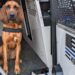 Le chien policier Izzy retrouve une fillette de 10 ans disparue