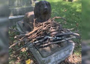 Les gens laissent des bâtons sur la tombe de ce chien centenaire 8 Les gens laissent des bâtons sur la tombe de ce chien centenaire