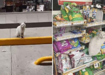 Un chat intelligent visite le magasin pour demander aux gens de lui acheter des friandises