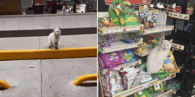 Un chat intelligent visite le magasin pour demander aux gens de lui acheter des friandises