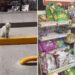 Un chat intelligent visite le magasin pour demander aux gens de lui acheter des friandises
