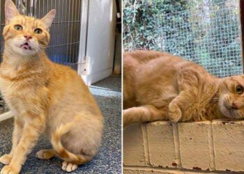 Un chat retourné 3 fois au refuge trouve un foyer pour toujours