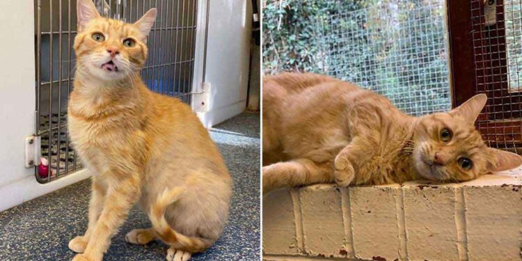 Un chat retourné 3 fois au refuge trouve un foyer pour toujours 1 Un chat retourné 3 fois au refuge trouve un foyer pour toujours