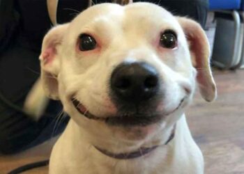 Un chien errant au sourire fabuleux trouve une famille pour toujours