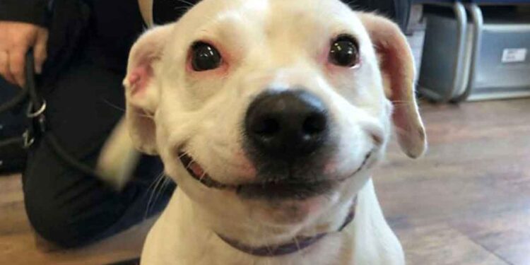 Un chien errant au sourire fabuleux trouve une famille pour toujours
