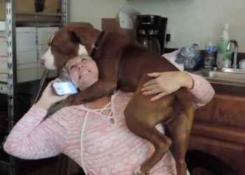 Un chien nouvellement sauvé est très reconnaissant après avoir été libéré des chaînes