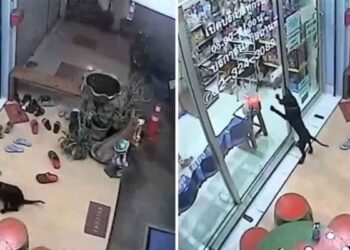 Un chien perdu se rend chez son vétérinaire pour lui demander de l'aider à rentrer chez lui 5 Un chien perdu se rend chez son vétérinaire pour lui demander de aider à rentrer chez lui