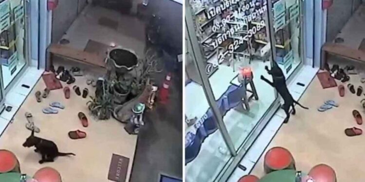 Un chien perdu se rend chez son vétérinaire pour lui demander de aider à rentrer chez lui