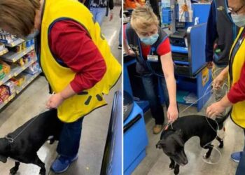 Un chien porté disparu depuis des semaines est apparu au travail de sa propriétaire