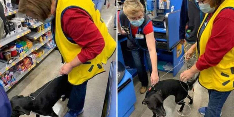 Un chien porté disparu depuis des semaines est apparu au travail de sa propriétaire