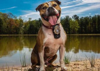 Un chien sauvé des combats est désormais un chien héros de la détection des incendies 9 Un chien sauvé des combats est désormais un chien héros de la détection des incendies