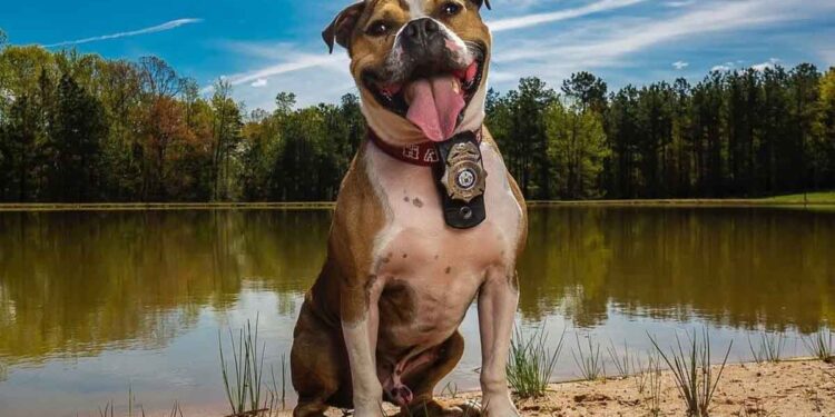 Un chien sauvé des combats est désormais un chien héros de la détection des incendies 1 Un chien sauvé des combats est désormais un chien héros de la détection des incendies