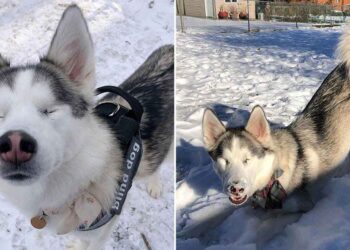Une chienne aveugle ne peut pas contenir son excitation à la seconde où elle sent la neige