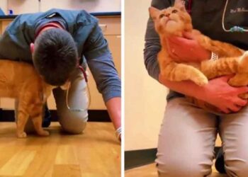 amené un chat euthanasie vétérinaire sauvé