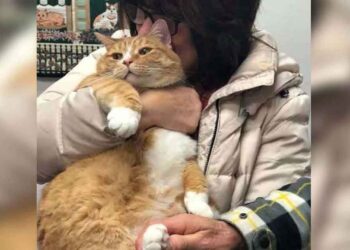 chat abandonné trop câlin