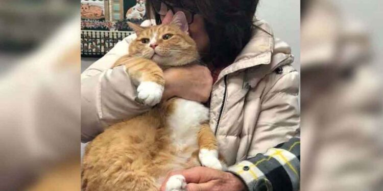chat abandonné trop câlin