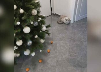 chat arbre noël mandarines