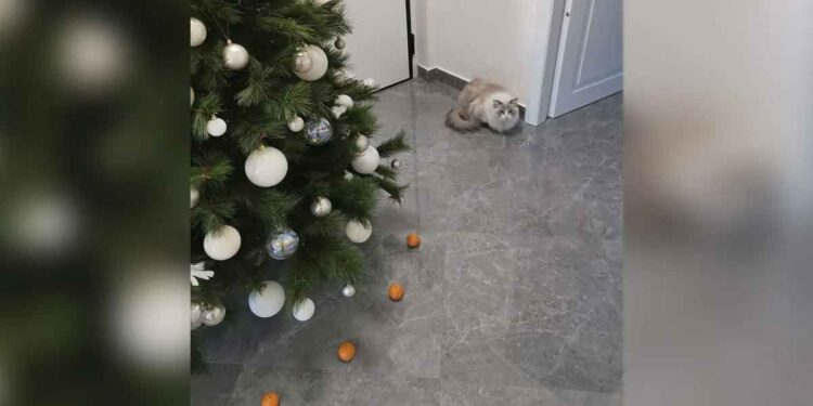 chat arbre noël mandarines
