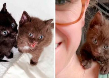 chaton brun soeur câlins trouver maison