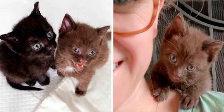 chaton brun soeur câlins trouver maison