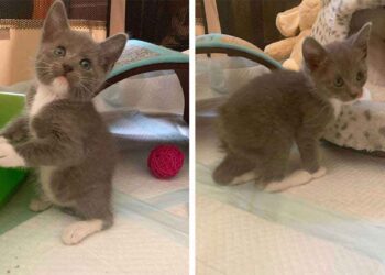 chaton né sans queue saute lapin obtient maison