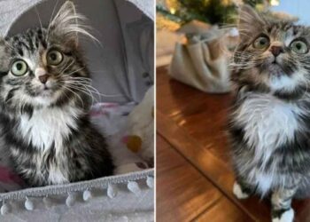 chaton paralysé profite de la vie autres chats