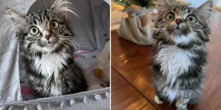 chaton paralysé profite de la vie autres chats