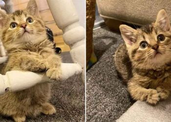 chaton pattes pliées trouvé dans ferme