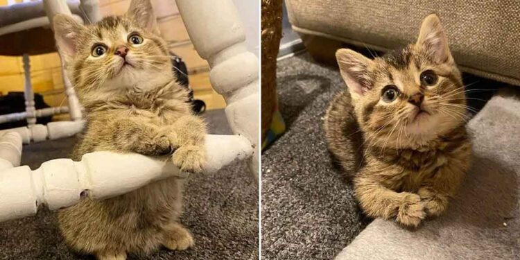 chaton pattes pliées trouvé dans ferme