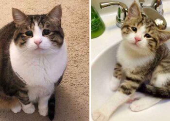 chaton yeux tristes sauvé poubelle