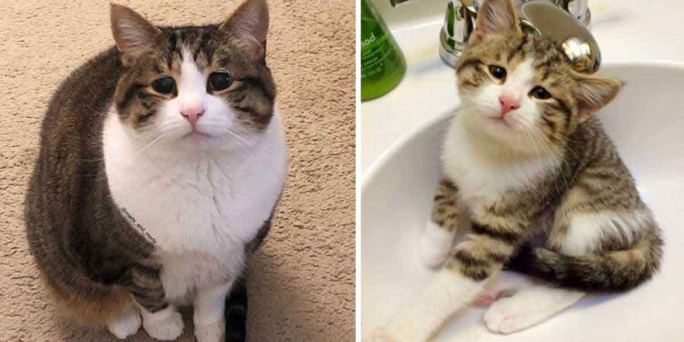 Un chaton aux yeux les plus tristes du monde trouvé dans une poubelle, voit sa vie changer 1 chaton yeux tristes sauvé poubelle