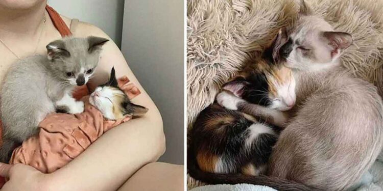 chatons restent forts ensemble