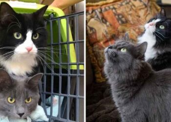 chatte emmené sa sœur gentille femme