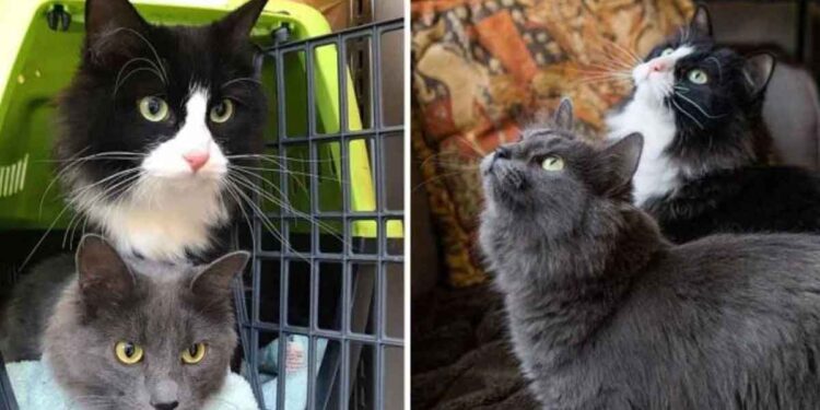 chatte emmené sa sœur gentille femme