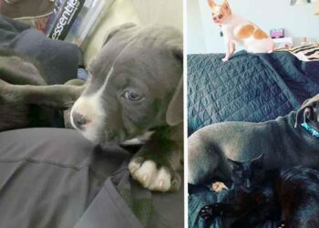 Un chien élevé avec des chats n'arrête pas de ronronner lorsqu'il est caressé 10 chien élevé avec chats n arrête pas de ronronner lorsqu il est caressé