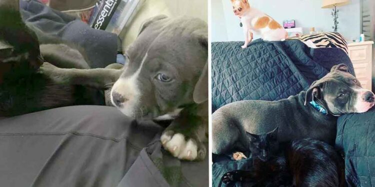 chien élevé avec chats n arrête pas de ronronner lorsqu il est caressé