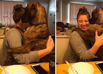 chien embrasse propriétaire chaque jour