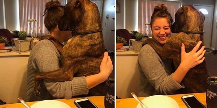 chien embrasse propriétaire chaque jour