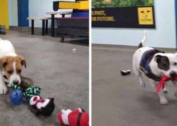 chiens de refuge choisir cadeau de noel