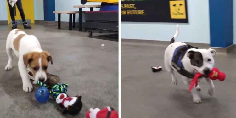 chiens de refuge choisir cadeau de noel