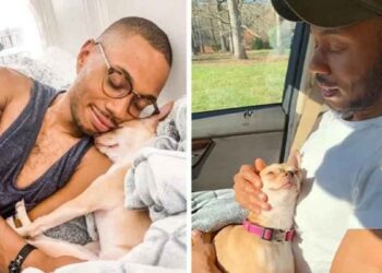 chihuahua gagne coeur propriétaire petits chiens