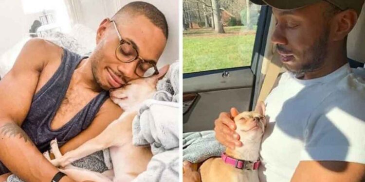 chihuahua gagne coeur propriétaire petits chiens