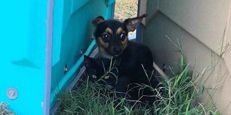 chiot protégé chaton ami