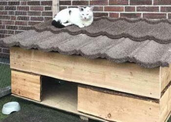 couple construit maison chat errant faire partie famille