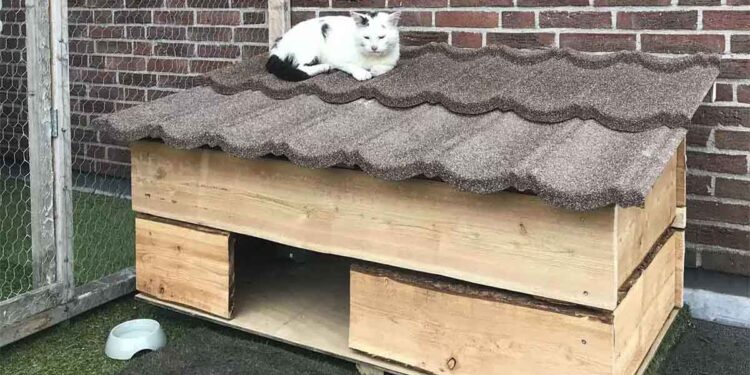 Un couple a construit une maisonnette pour un chat errant afin qu'il puisse faire partie de la famille 1 couple construit maison chat errant faire partie famille