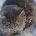 Un couple a sauvé ce chat qui avait les quatre pattes gelées et qui ne pouvait plus bouger 5 couple sauvé chat avait quatre pattes gelées
