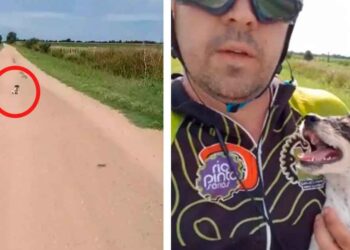 cycliste trouve chiot abandonné route
