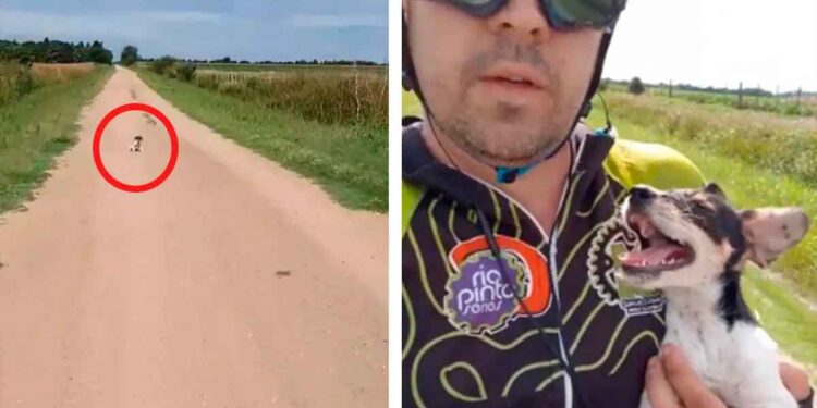 cycliste trouve chiot abandonné route